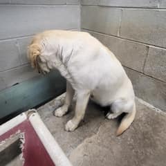 Goldie Faced The Wall As If Hope Had Left Her, Until A Quiet Rescue Stepped In