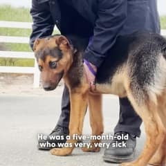 George’s Tail Wag Changed Everything on the Day He Was Supposed to Die