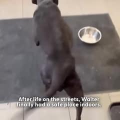 From Frozen and Forgotten to Wild and Free: Safe the Senior Dog Finally Got His Beautiful Second Chance