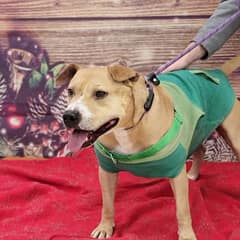 After Two Long Years In A Shelter Kennel, Green Finally Found The Family His Gentle Heart Deserved