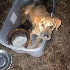 Left In a Plastic Bin on a Cold Highway, Ginger Kept Her Babies Warm With the Last of Her Strength