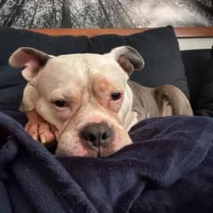 Poptart Walked Out Of Darkness And Into A Home That Finally Knew How To Love Her