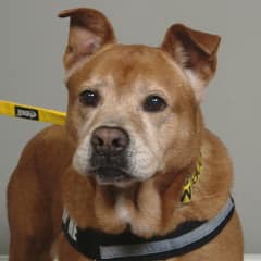 After 1,739 Days Of Waiting, A Senior Shelter Dog Finally Found His Way To The Beach And Then To Love