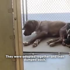 They Were Returned Sick and Scared, but These Two Shelter Dogs Refused to Let Go of Each Other