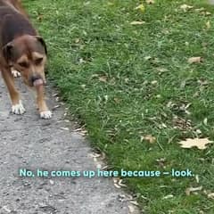 Left On a Texas Road, This Gentle Dog Waited in Pain Until One Kind Stranger Finally Stopped