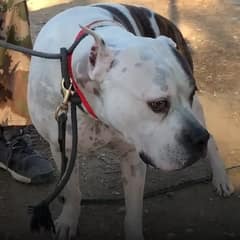 The Shelter Dog Who Went Silent Finally Found the Heart That Heard Him