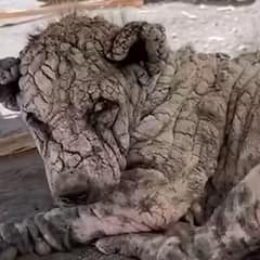 Abandoned On The Streets, Poleng Endured The Worst Mange His Rescuers Had Ever Seen — Then Showed Them His Sweetest Self
