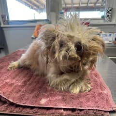 When They Cut Away Norma’s Matted Fur, Her Hidden Pain Finally Came Into View