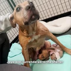 Jaya Could Barely Stand for Her Babies, but Love Gave This Texas Mama a Second Chance