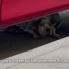 Tuesday Waited Under a Car on Skid Row Until Patient Rescuers Changed Her Life