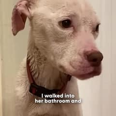 She Was Left In a Cold Bathroom, But Daenerys Still Walked Up Wagging Her Tail