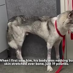 Wolf Waited Alone for Eight Months, Then Showed Everyone He Still Wanted to Live