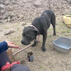 They Feared Dillon’s Last Days Were Near, But Love Gave This Texas Dog More Time