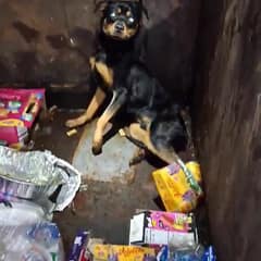 The Eyes In The Dumpster Led Rescuers To A Dog Who Had Almost Given Up