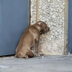 She Was Hiding In A Trash Pit, Too Tired To Believe Help Had Come