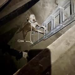 Two Starving Dogs Looked Up From A Laundromat Pit, Begging Someone To See Them