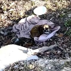 Shaking In A Houston Ditch, Alone Had Only A Pink Blanket Until Help Arrived