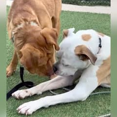 Lost In The Dark, A Shelter Dog Ran Until He Saw The Friend Who Made Him Feel Safe