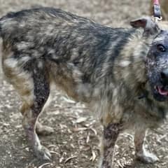 Sweet Koa Can’t Walk In The Sun, But She Still Believes Someone Will Love Her