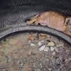 Tiny Puppy Found Hiding Inside A Tire On A Scorching Day Learns What Love Feels Like