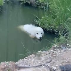 Tiny Puppy Pulled From A Scrapyard Pond Finally Feels Gentle Hands