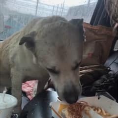 Rain-Soaked Dog Walked Past The Food And Climbed Into A Stranger’s Car