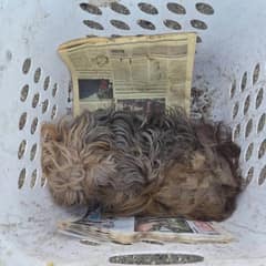 Amazon Driver Finds A Laundry Basket In The Park And Saves The Tiny Dog Hidden Inside