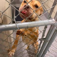 Dawn Pressed Her Paws To The Shelter Door, Begging For One More Chance