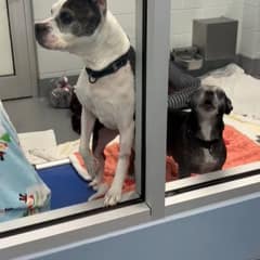Two Senior Dogs Lost Their Person Again, And Now They Only Have Each Other