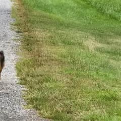 Terrified Pennsylvania Dog With A Jar Stuck On Her Head Vanishes Into A Cornfield As Help Races In