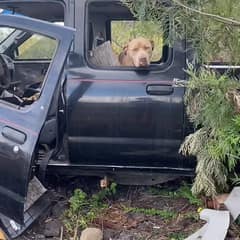 Sweet Pittie Jumps Into Rescuer’s Car As If Her Heart Already Knew She Was Safe