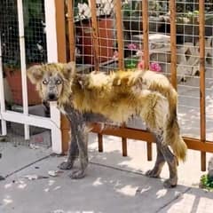 They Called Her a Werewolf, But Zadrigman Saw a Dog Who Needed Help