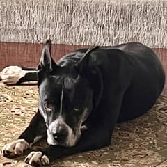 Senior Dog Baby Waited Seven Years For A Family, Then One Weekend In A Home Showed Everyone Her Joy