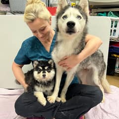 Mama Husky Cried Until Her Injured Puppy Was Back By Her Side