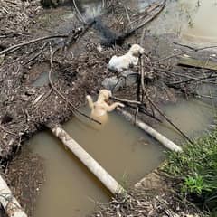 Tiny Puppies Thrown Into A Stream Were Saved By A Stranger Who Refused To Look Away