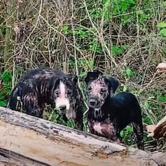 Two Tiny Heads Behind a Fallen Tree Led to a Promise No One Wanted to Break