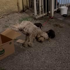 In a Silent Alley, Arturo Found a Mother Dog and Her Babies Waiting for a Miracle