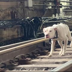The Little White Dog on the Frozen Tracks Finally Found a Way Back to Safety