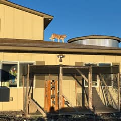 Lonely Husky Climbed Onto A Shelter Roof As If She Was Searching The Sky For Home