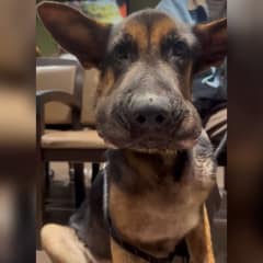 The Swollen Puppy Left at the ER Finally Learned What Love Feels Like