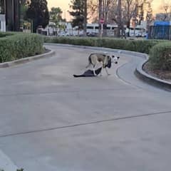 Frightened Dog With A Sweatshirt Around Her Neck Finds The Gentle Hands She Needed