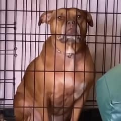 After Years in a Cage, Trixie Finally Let Out the Deepest Sigh