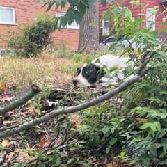 Behind a St. Louis Dumpster, Louis Was Waiting for Kindness to Find Her