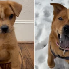 The Little Puppy With a Golden Mohawk Who Refused to Give Up