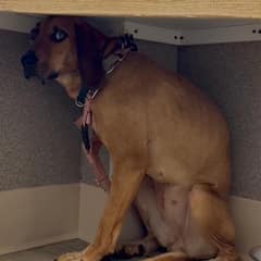 CASSIE Stared at the Wall Until Patient Hearts Helped Her Look Back