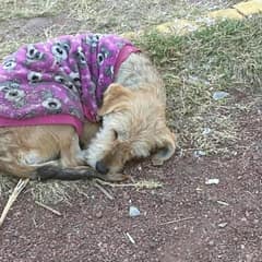 She Curled Up Small and Hoped the World Would Notice