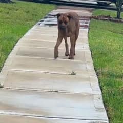 Soaked, Hurt, And Still Hoping, Buddy Waited For One Kind Heart To Notice Him