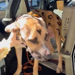 A Mother Dog’s Spotted Coat Caught Their Eyes, but Her Puppies Made Them Hurry