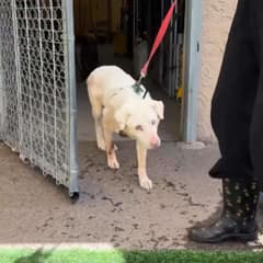Left Blind in the Desert, Copper Held On Until a Gentle Morning Found Him