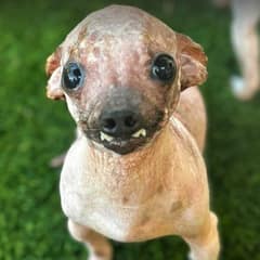 The Little Hairless Dog Who Never Stopped Wagging